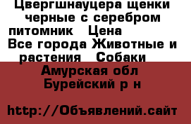 Цвергшнауцера щенки черные с серебром питомник › Цена ­ 30 000 - Все города Животные и растения » Собаки   . Амурская обл.,Бурейский р-н